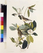 Audubon, John James - Warbling Flycatcher. From The Birds of America