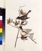 Audubon, John James - Pewit Flycatcher. From The Birds of America
