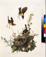 Audubon, John James - The yellow-breasted chat. From The Birds of America