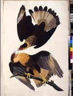 Audubon, John James - The northern crested caracara. From The Birds of America