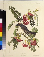 Audubon, John James - Gray Tyrant. From The Birds of America