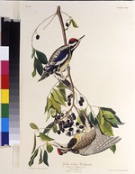 Audubon, John James - The yellow-bellied sapsucker. From The Birds of America