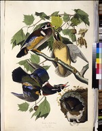 Audubon, John James - The wood duck. From The Birds of America