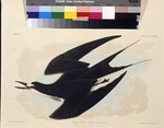 Audubon, John James - The sooty tern. From The Birds of America