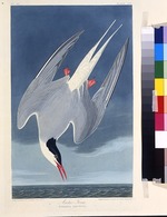 Audubon, John James - The Arctic tern. From The Birds of America