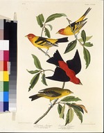 Audubon, John James - Western tanager. Scarlet tanager. From The Birds of America