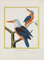 Leclerc de Buffon, Georges-Louis - Histoire naturelle. Oiseaux. Planches enluminées