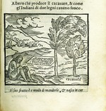 Anonymous - The cocoa tree. From Historia del Mondo Nuovo by Girolamo Benzoni
