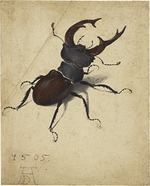 Dürer, Albrecht - Stag Beetle