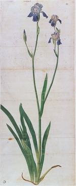 Dürer, Albrecht - Iris germanica