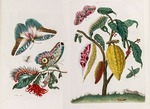 Merian, Maria Sibylla - From the Book Metamorphosis insectorum Surinamensium