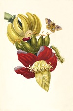 Merian, Maria Sibylla - From the Book Metamorphosis insectorum Surinamensium