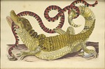 Merian, Maria Sibylla - Spectacled Caiman (Caiman crocodilus) and a False Coral Snake. From: Metamorphosis insectorum Surinamensium