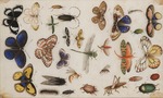 Anonymous - Study of butterflies and insects