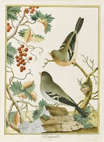 Bernini, Clemente - Fringuello (Finch). From Ornitologia dell'Europa Meridionale