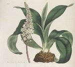 Curtis, William - Botanical Magazine