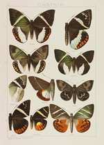 Seitz, Adalbert - Die Großschmetterlinge der Erde (The Macrolepidoptera of the World)