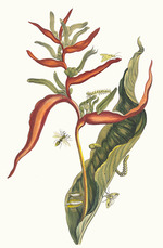 Merian, Maria Sibylla - Ballia. From the Book Metamorphosis insectorum Surinamensium