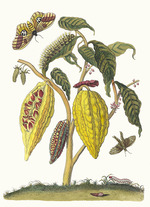 Merian, Maria Sibylla - Cacao. From the Book Metamorphosis insectorum Surinamensium