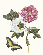 Merian, Maria Sibylla - Rosier. From the Book Metamorphosis insectorum Surinamensium
