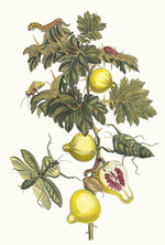 Merian, Maria Sibylla - Pomme de Sodome. From the Book Metamorphosis insectorum Surinamensium