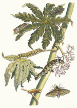 Merian, Maria Sibylla - Papay. From the Book Metamorphosis insectorum Surinamensium