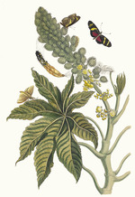 Merian, Maria Sibylla - Palma Christi. From the Book Metamorphosis insectorum Surinamensium