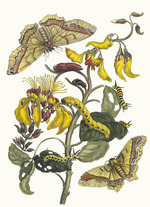 Merian, Maria Sibylla - Pallisaden-boom. From the Book Metamorphosis insectorum Surinamensium