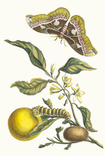 Merian, Maria Sibylla - Oranger. From the Book Metamorphosis insectorum Surinamensium
