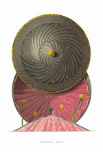 Solntsev, Fyodor Grigoryevich - Bulat steel shield. From the Antiquities of the Russian State