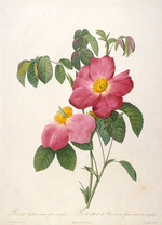 Redouté, Pierre-Joseph - Rosier de Provinsi (From La Couronne de roses)