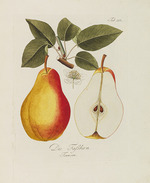 Kraft, Johann - Illustration from A treatise on the fruit trees by Johann Kraft