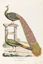 Schinz, Heinrich Rudolf - The wild peacock. The wild female peacock