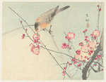 Ohara, Koson - Songbird on blossom branch