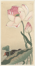 Ohara, Koson - Moorhen with Lotus Flowers