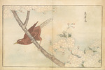 Kitao, Masayoshi - Illustration from Pictures of Imported Birds