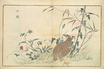 Kitao, Masayoshi - Illustration from Pictures of Imported Birds