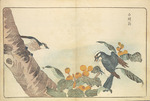 Kitao, Masayoshi - Illustration from Pictures of Imported Birds