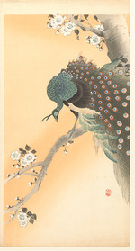Ohara, Koson - Peacock on cherry tree