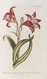 Miller, Philip - Amaryllis. From the Gardeners Dictionary