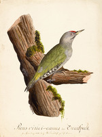 Kuhn, G. - Ornithological Study
