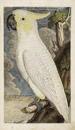 Frisch, Johann Leonhard - Illustration from Ornithology - Presentation of the birds by Johann Leonhard Frisch