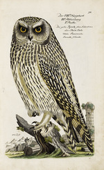Frisch, Johann Leonhard - Illustration from Ornithology - Presentation of the birds by Johann Leonhard Frisch