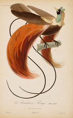 Prêtre, Jean-Gabriel - From Histoire naturelle des oiseaux de Paradis by R.-P. Lesson