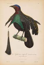 Prêtre, Jean-Gabriel - From Histoire naturelle des oiseaux de Paradis by R.-P. Lesson