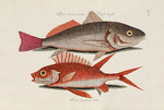 Catesby, Mark - From Piscium, Serpentum, Insectorum, aliorumque nonnullorum animalium, nec non plantarum quarundam Imagines