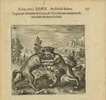 Merian, Matthäus, the Elder - Emblem 47. The Wolf coming from the East and the Dog coming from the West have bitten each other. From Atalanta fugiens by Mic
