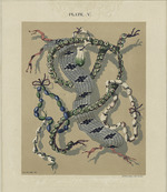 Rosenthal, Max - Wampum