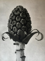 Blossfeldt, Karl - Petasites officinalis. From: Urformen der Kunst (Art Forms in Nature)