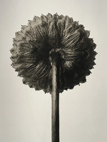Blossfeldt, Karl - Cotula coronopifolia. From: Urformen der Kunst (Art Forms in Nature)